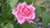 KORfrasuita rose photo