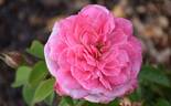 KORfrasuita rose photo