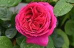 TAN12663 rose photo