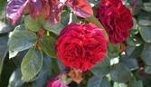 KO 10/7918-02 rose photo