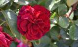 KO 10/7918-02 rose photo