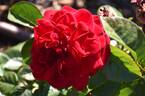 KO 10/7918-02 rose photo