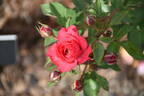 KO 05/1830-01 rose photo