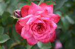 KO 05/1830-01 rose photo