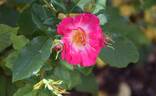T802-2 rose photo