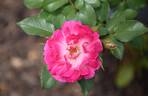 T802-2 rose photo