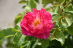 T802-2 rose photo