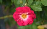 T802-2 rose photo