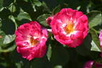 T802-2 rose photo