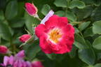 T802-2 rose photo