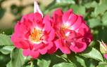 T802-2 rose photo