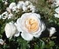 Madame rose photo