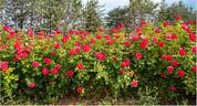 Cherry Explosion rose photo