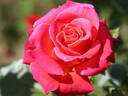 Cherry Explosion rose photo