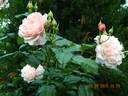 Rose de Tolbiac rose photo