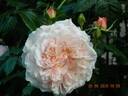 Rose de Tolbiac rose photo