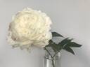 Nick Shaylor peony photo