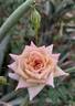 Nancy Hall rose photo