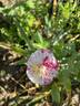Twister rose photo