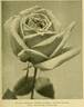 Mrs. Charles Russell rose photo