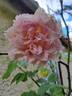 Borneo Odore Clg rose photo