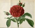 Triomphe de l'Exposition rose photo
