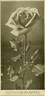 Mrs. Charles E. Russell rose photo
