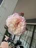 Constance rose photo