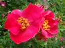 Cantata Profana rose photo