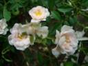 Ada Kaleh rose photo
