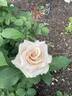 Quicksand rose photo