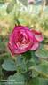 Kordes' Jubilee rose photo