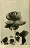 Richmond rose photo