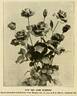 Richmond rose photo
