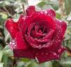 Eddy Mitchell rose photo