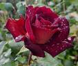 Eddy Mitchell rose photo