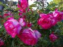 Arlequin rose photo
