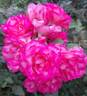 Arlequin rose photo