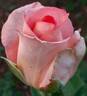 Fantasia Mondiale ® rose photo