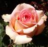 Fantasia Mondiale ® rose photo