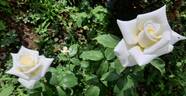 Pau Casals rose photo