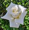 Pau Casals rose photo