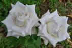 Pau Casals rose photo