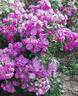 Purple Skyliner rose photo