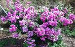 Purple Skyliner rose photo