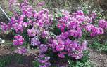 Purple Skyliner rose photo