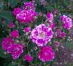 Purple Skyliner rose photo
