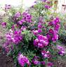 Purple Skyliner rose photo