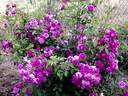 Purple Skyliner rose photo
