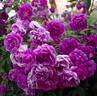 Purple Skyliner rose photo